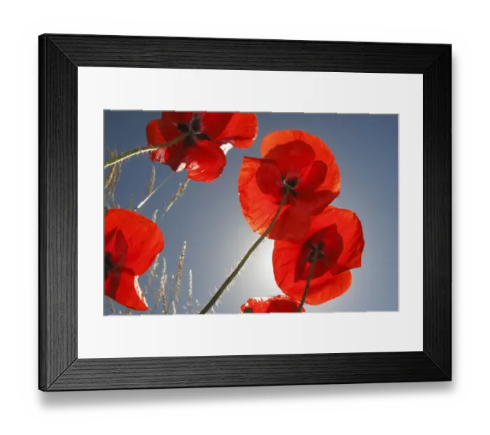 Framed Print : Common poppy (Papaver rhoeas) flowers, Lagadin village region, east shore Lake Ohrid Framed Print : Common poppy (Papaver rhoeas) flowers, Lagadin village region, east shore Lake Ohrid
