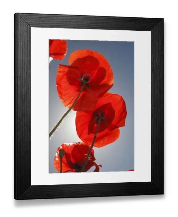 Framed Print : Common poppy (Papaver rhoeas) flowers, Lagadin village region, east shore Lake Ohrid