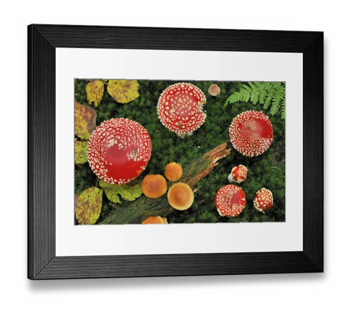 Framed Print : Looking down on a large group of Fly agaric fungi caps {Amanita muscaria} Lorraine Framed Print : Looking down on a large group of Fly agaric fungi caps {Amanita muscaria} Lorraine