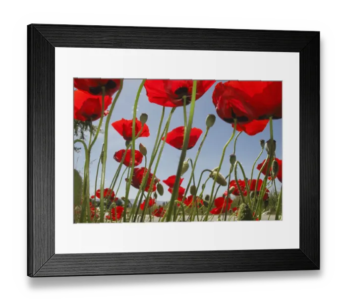 Framed Print : Mediterranean poppies (Papaver apulum) growing along side of road, Lagadin village region Framed Print : Mediterranean poppies (Papaver apulum) growing along side of road, Lagadin village region