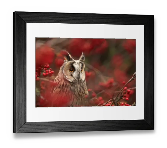 Framed Print : Long-eared owl (Asio otus) in Rowan tree with red berries, captive, Yorkshire, UK Framed Print : Long-eared owl (Asio otus) in Rowan tree with red berries, captive, Yorkshire, UK
