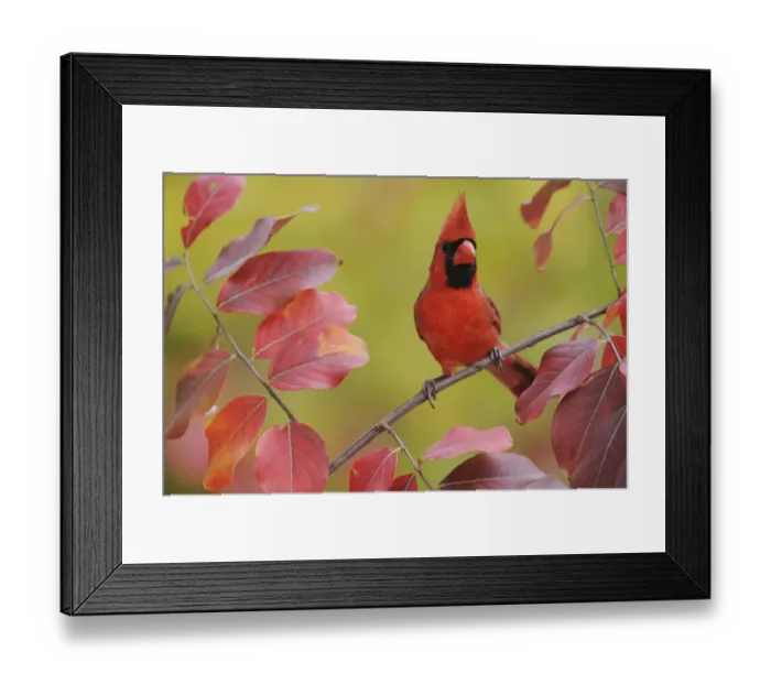 Framed Print : Northern Cardinal (Cardinalis cardinalis) male perched on branch of Crape Myrtle Framed Print : Northern Cardinal (Cardinalis cardinalis) male perched on branch of Crape Myrtle