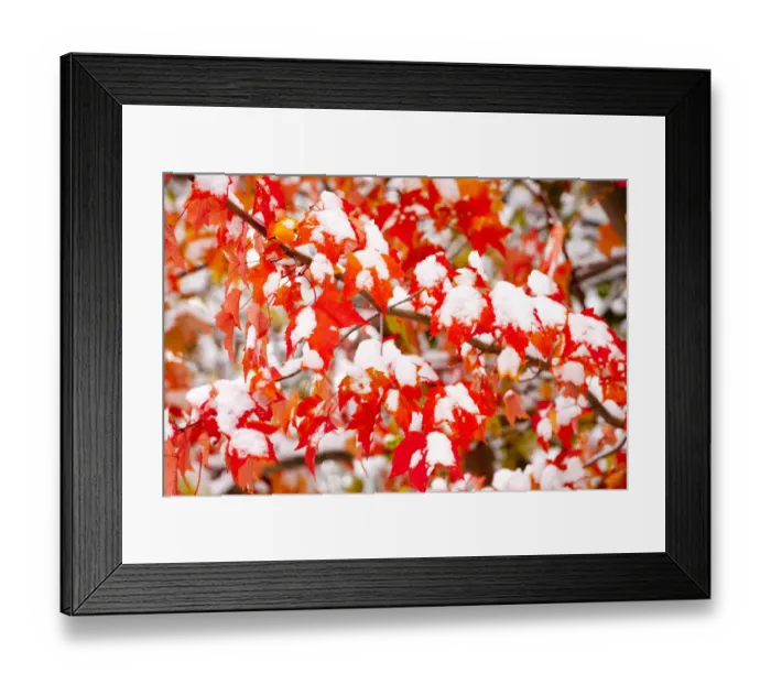 Framed Print : Red Maple (Acer rubrum) leaves covered with early snow in autumn. Ithaca, New York, USA, October Framed Print : Red Maple (Acer rubrum) leaves covered with early snow in autumn. Ithaca, New York, USA, October