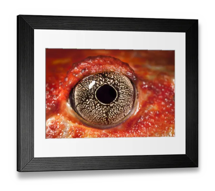 Framed Print : Close up of eye of Tomato frog {Dyscophus antongili} Maroantsetra, Northeast Madagascar Framed Print : Close up of eye of Tomato frog {Dyscophus antongili} Maroantsetra, Northeast Madagascar