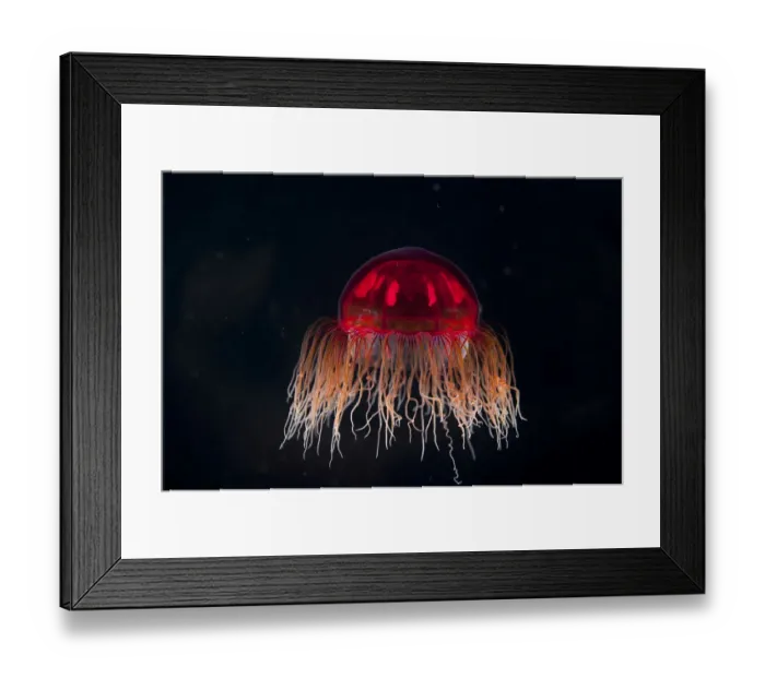 Framed Print : Hydromedusa  /  Trachymedusa (Crossota sp) from approx 2700m, mid Atlantic ridge, June 2010