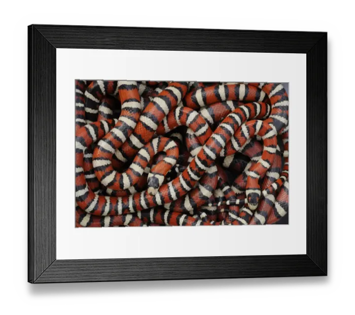 Framed Print : Arizona mountain kingsnakes (Lampropeltis pyromelana) Found in Chiricahua mountains, SE Arirona Framed Print : Arizona mountain kingsnakes (Lampropeltis pyromelana) Found in Chiricahua mountains, SE Arirona