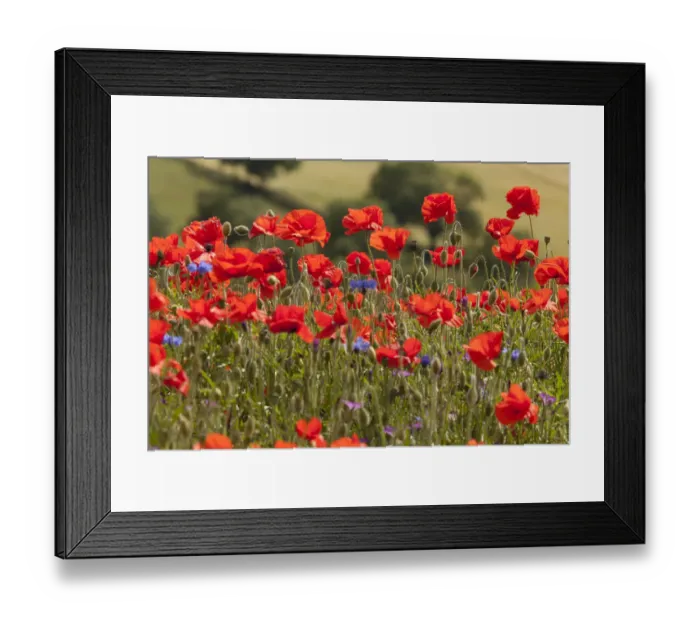 Framed Print : Wild flower meadow, Common poppy (Papaver rhoeas) Derbyshire, UK Framed Print : Wild flower meadow, Common poppy (Papaver rhoeas) Derbyshire, UK