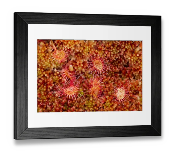 Framed Print : Round-leaved sundew (Drosera rotundifolia) growing in Sphagnum moss, Flow Country Framed Print : Round-leaved sundew (Drosera rotundifolia) growing in Sphagnum moss, Flow Country