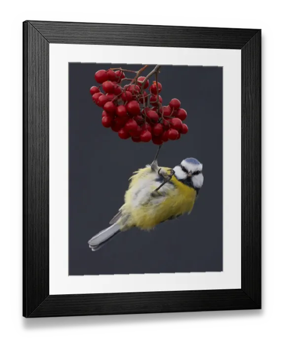 Framed Print : Blue Tit (Paris caereleus) hanging below red berries on which it has been feeding Framed Print : Blue Tit (Paris caereleus) hanging below red berries on which it has been feeding