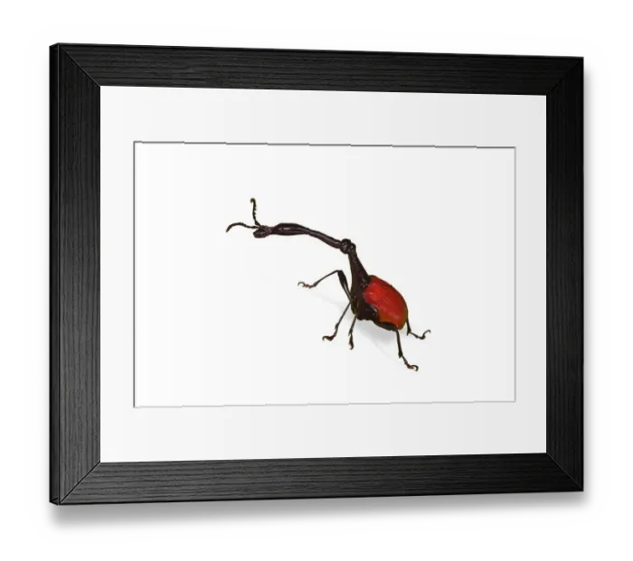 Framed Print : Giraffe necked weevils (Trachelophorus giraffa) male. Endemic to Andasibe, Madagascar Framed Print : Giraffe necked weevils (Trachelophorus giraffa) male. Endemic to Andasibe, Madagascar