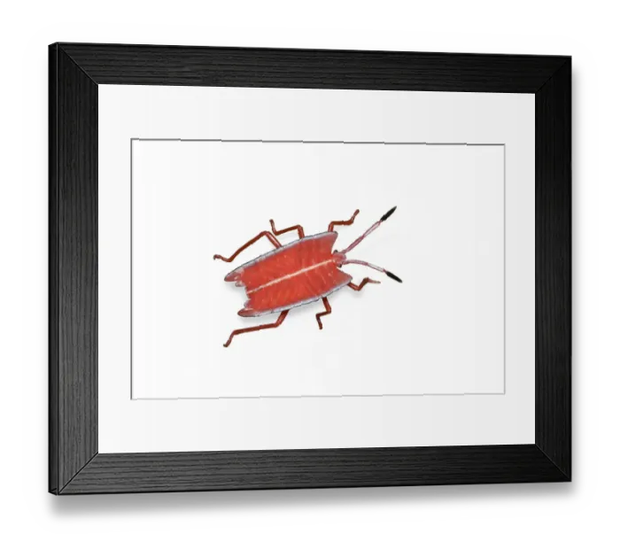 Framed Print : Pink stink bug (Tessaratomidae). Danum Valley, Sabah, Borneo Framed Print : Pink stink bug (Tessaratomidae). Danum Valley, Sabah, Borneo