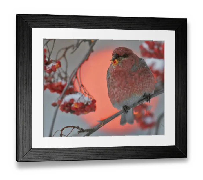 Framed Print : Pine Grosbeak (Pinicola enucleator) male feeding on berries with traffic light behind Framed Print : Pine Grosbeak (Pinicola enucleator) male feeding on berries with traffic light behind