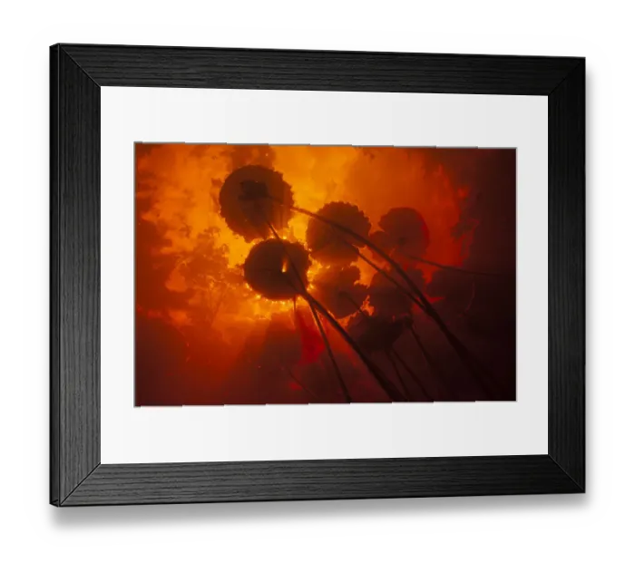Framed Print : Water lily (Nymphaea rudgeana) leaves viewed from below in a black water creek. Suriname, October Framed Print : Water lily (Nymphaea rudgeana) leaves viewed from below in a black water creek. Suriname, October