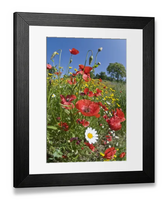 Framed Print : Poppies (Papaver rhoeas) in flower, growing near the military cemetry, Bolsena, Italy Framed Print : Poppies (Papaver rhoeas) in flower, growing near the military cemetry, Bolsena, Italy