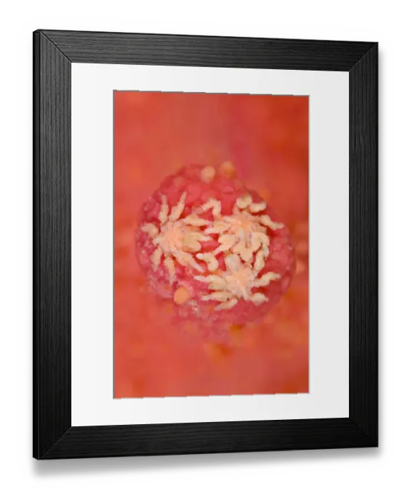 Framed Print : Three hairy sea spiders (Tanystylum grossifemorum) feeding on red soft coral (Gersemia rubiformis) Framed Print : Three hairy sea spiders (Tanystylum grossifemorum) feeding on red soft coral (Gersemia rubiformis)