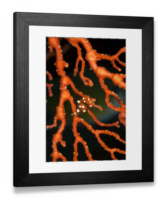 Framed Print : Pygmy seahorse, not currently described hiding in sea fan, Raja Ampat, Irian Jaya Framed Print : Pygmy seahorse, not currently described hiding in sea fan, Raja Ampat, Irian Jaya