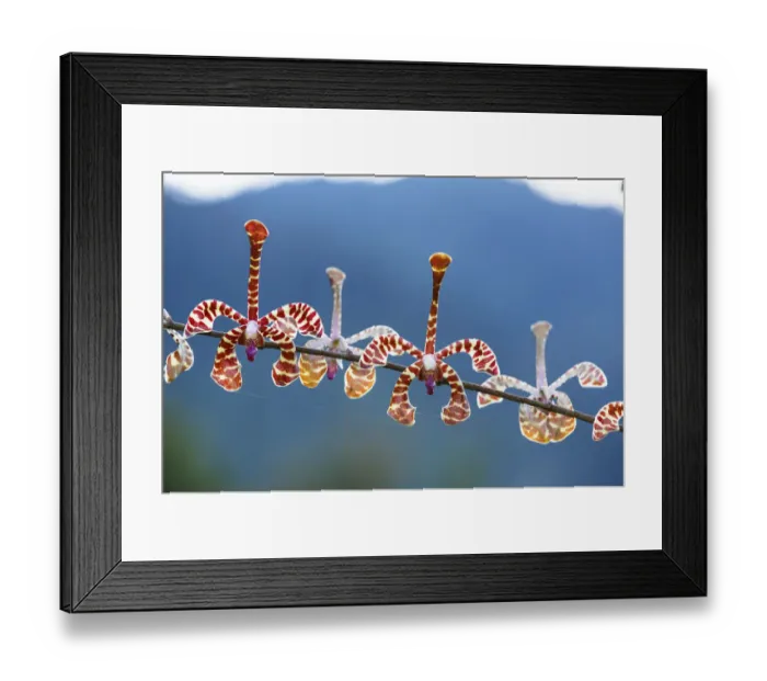 Framed Print : Orchid (Arachnis flosaeris) in flower, hotel garden, Ranomafana, Madagascar, Africa Framed Print : Orchid (Arachnis flosaeris) in flower, hotel garden, Ranomafana, Madagascar, Africa