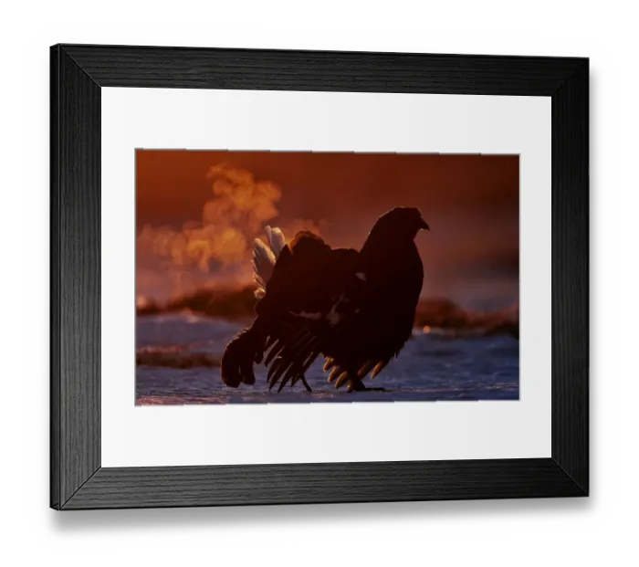 Framed Print : Black Grouse (Tetrao tetrix) displaying with breath vapor at dawn, Utajarvi, Finland Framed Print : Black Grouse (Tetrao tetrix) displaying with breath vapor at dawn, Utajarvi, Finland