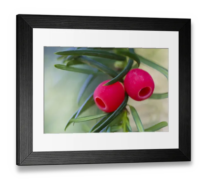 Framed Print : Yew (Taxus baccata) berries. Strumpshaw Fen, Norfolk, UK, September Framed Print : Yew (Taxus baccata) berries. Strumpshaw Fen, Norfolk, UK, September