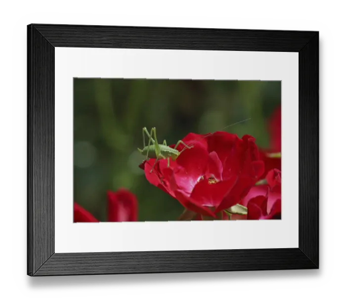 Framed Print : Speckled bush cricket (Leptophyes punctatissima) nymph on red rose. Surrey, England, July Framed Print : Speckled bush cricket (Leptophyes punctatissima) nymph on red rose. Surrey, England, July