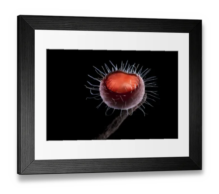 Framed Print : Cup fungus (Cookeina sp) Danum Valley, Sabah, Borneo Framed Print : Cup fungus (Cookeina sp) Danum Valley, Sabah, Borneo