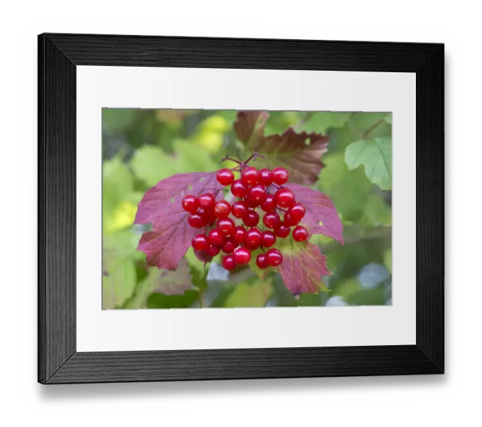 Framed Print : Guelder rose / Crampbark (Viburnum opulus) berries, Strumpshaw Fen, Norfolk, UK, September Framed Print : Guelder rose / Crampbark (Viburnum opulus) berries, Strumpshaw Fen, Norfolk, UK, September
