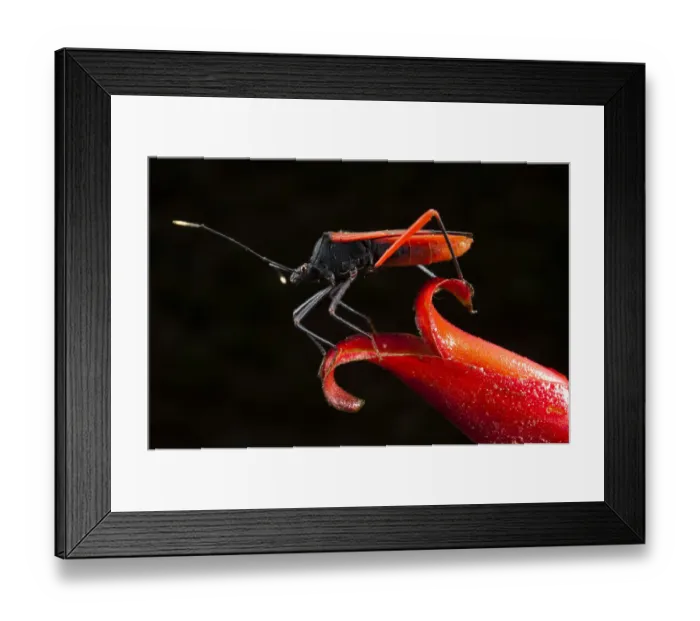 Framed Print : Big-legged Bug or Squash Bug (Coreidae) on Heliconia Flower. Yasuni National Park Framed Print : Big-legged Bug or Squash Bug (Coreidae) on Heliconia Flower. Yasuni National Park