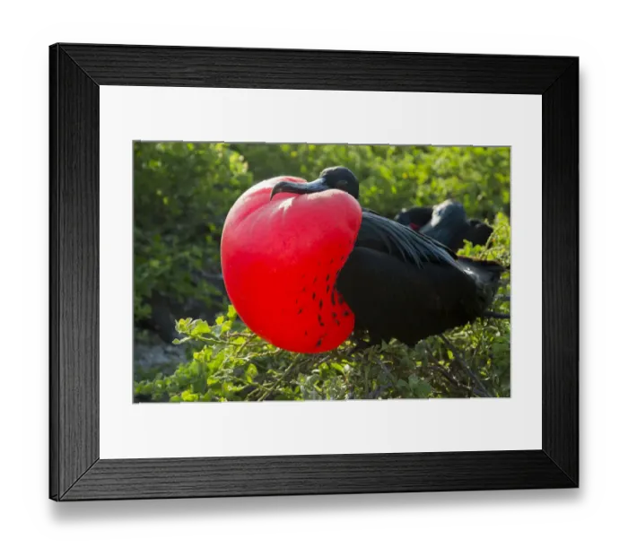 Framed Print : Great frigatebird (Fregata minor) male displaying inflated gular sac, Galapagos, Ecuador Framed Print : Great frigatebird (Fregata minor) male displaying inflated gular sac, Galapagos, Ecuador
