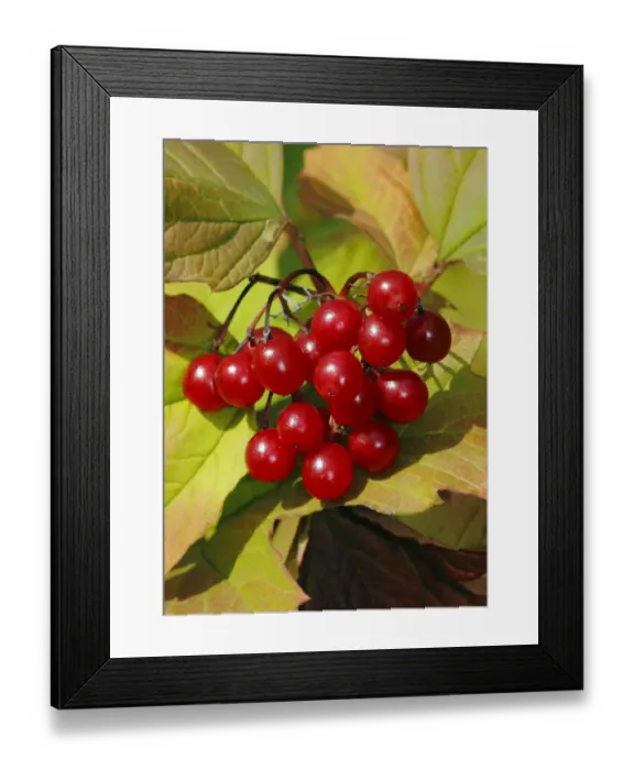 Framed Print : Guelder Rose berries (Viburnum opulus) London, UK, September Framed Print : Guelder Rose berries (Viburnum opulus) London, UK, September