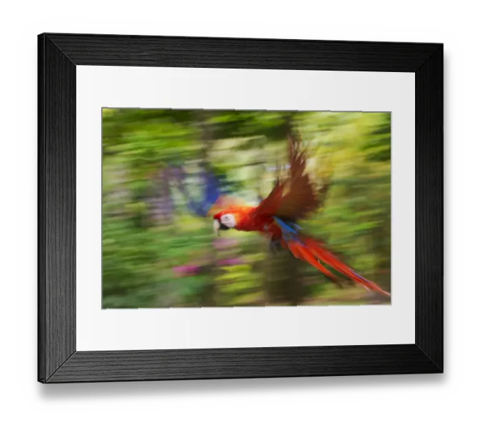 Framed Print : Scarlet macaw (Ara macao) flying, blurred motion. Costa Rica Framed Print : Scarlet macaw (Ara macao) flying, blurred motion. Costa Rica