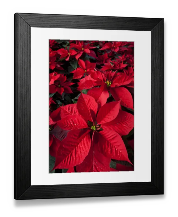 Framed Print : Poinsettia (Euphorbia pulcherrima) flowers, in a chinampa wetland agricultural system Framed Print : Poinsettia (Euphorbia pulcherrima) flowers, in a chinampa wetland agricultural system