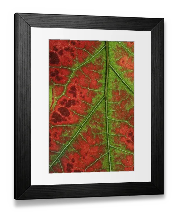 Framed Print : RF- Close up of Leaves of Red Oak (Quercus rubra) in autumn. October Framed Print : RF- Close up of Leaves of Red Oak (Quercus rubra) in autumn. October