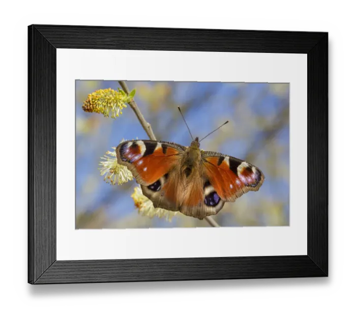 Framed Print : Peacock butterfly (Inachis io) feeding on Goat Willow catkins (Salix caprea), an Framed Print : Peacock butterfly (Inachis io) feeding on Goat Willow catkins (Salix caprea), an