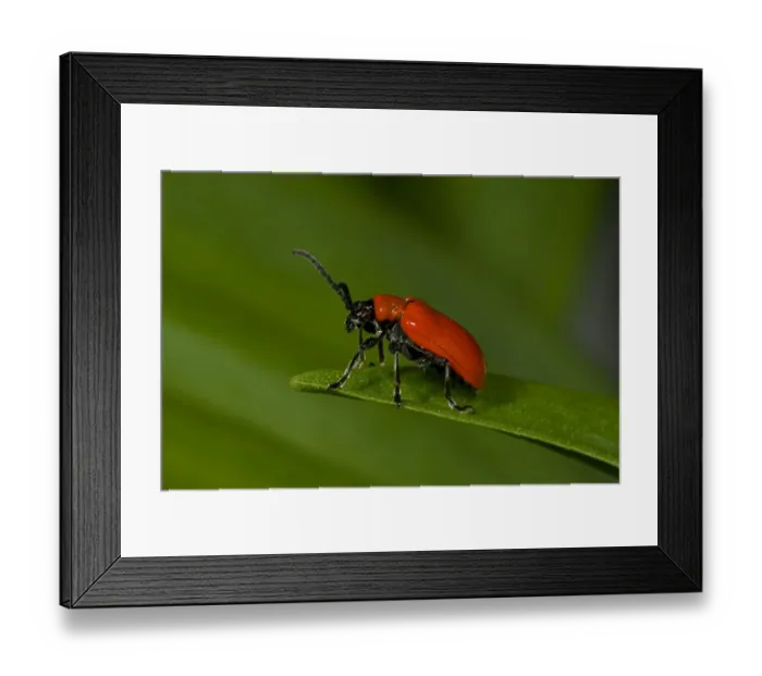 Framed Print : Scarlet lily beetle (Lilioceris lilii) Nottinghamshire, England, UK, May. Introduced species Framed Print : Scarlet lily beetle (Lilioceris lilii) Nottinghamshire, England, UK, May. Introduced species