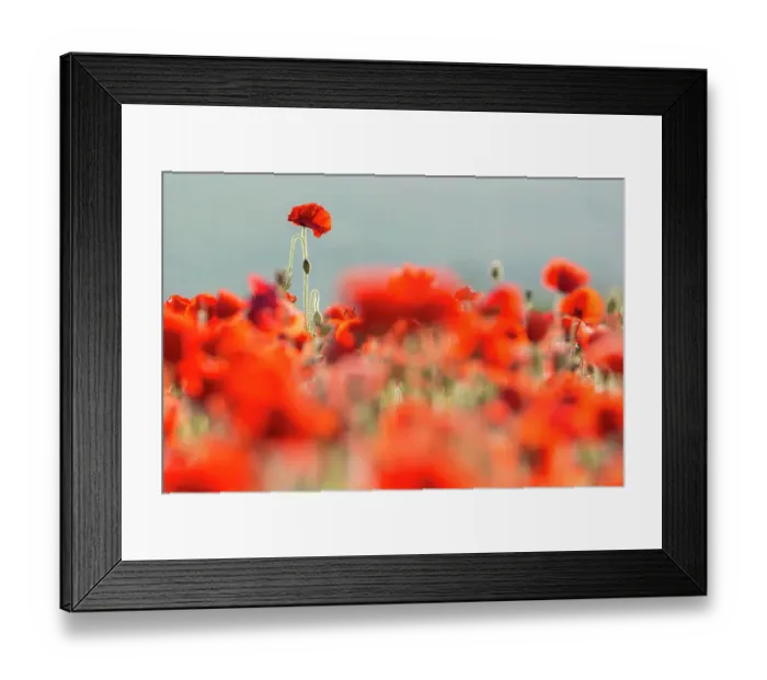 Framed Print : Common poppies (Papaver rhoeas) backlit in evening light, Crantock, Newquay, Cornwall, UK. June 2015 Framed Print : Common poppies (Papaver rhoeas) backlit in evening light, Crantock, Newquay, Cornwall, UK. June 2015