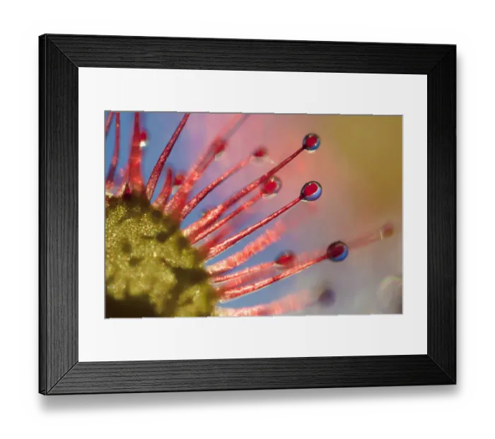 Framed Print : Round-leaved sundew (Drosera rotundifolia) backlit at sunset. Isle of Mull, Scotland