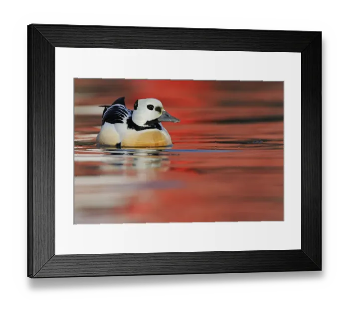 Framed Print : Stellers eider duck (Polysticta stelleri) Batsfjord village harbour with red Framed Print : Stellers eider duck (Polysticta stelleri) Batsfjord village harbour with red