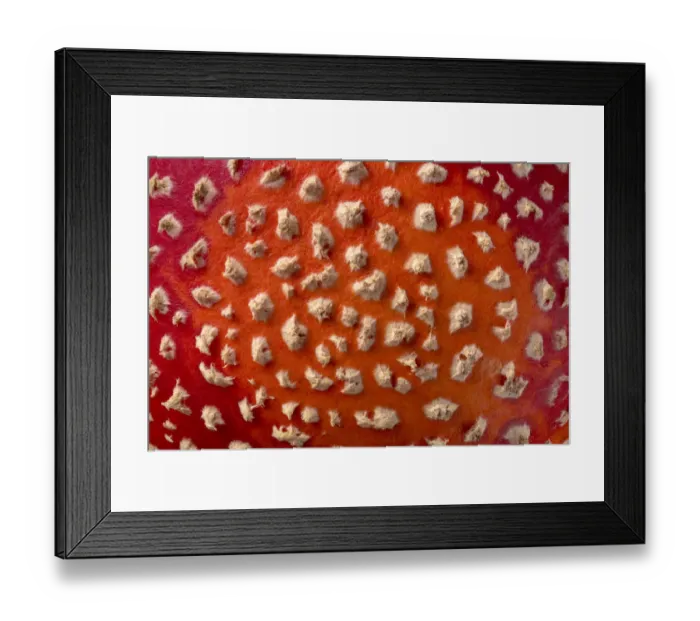 Framed Print : Fly agaric fungus (Amanita muscaria) cap detail. Peak DIstrict National Park, Derbyshire, UK Framed Print : Fly agaric fungus (Amanita muscaria) cap detail. Peak DIstrict National Park, Derbyshire, UK