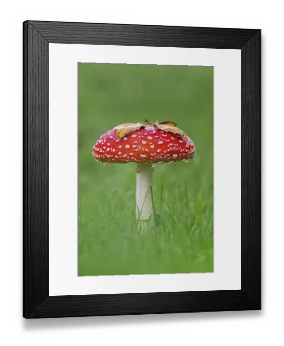 Framed Print : Fly agaric (Amanita muscaria) Peatlands Park, County Armagh, Ireland, October Framed Print : Fly agaric (Amanita muscaria) Peatlands Park, County Armagh, Ireland, October