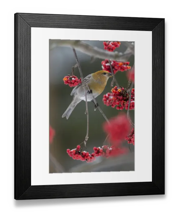 Framed Print : Pine Grosbeak (Pinicola enucleator) feeding on Rowan berries, Finland. October Framed Print : Pine Grosbeak (Pinicola enucleator) feeding on Rowan berries, Finland. October