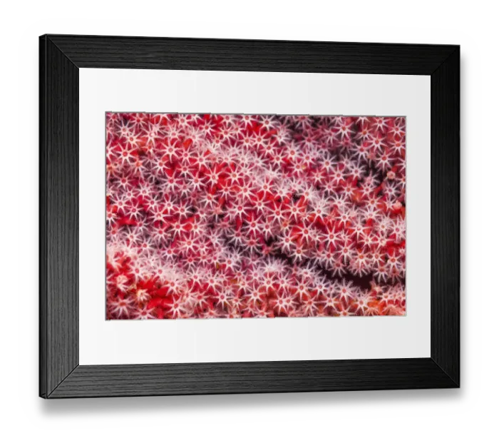 Framed Print : Gorgonian coral (Acanthogorgia sp. ) Similan Islands, Andaman Sea, Thailand Framed Print : Gorgonian coral (Acanthogorgia sp. ) Similan Islands, Andaman Sea, Thailand