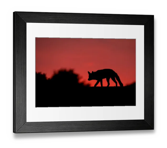 Framed Print : Red fox (Vulpes vulpes) silhouetted at dusk, after sunset, The Netherlands, July Framed Print : Red fox (Vulpes vulpes) silhouetted at dusk, after sunset, The Netherlands, July