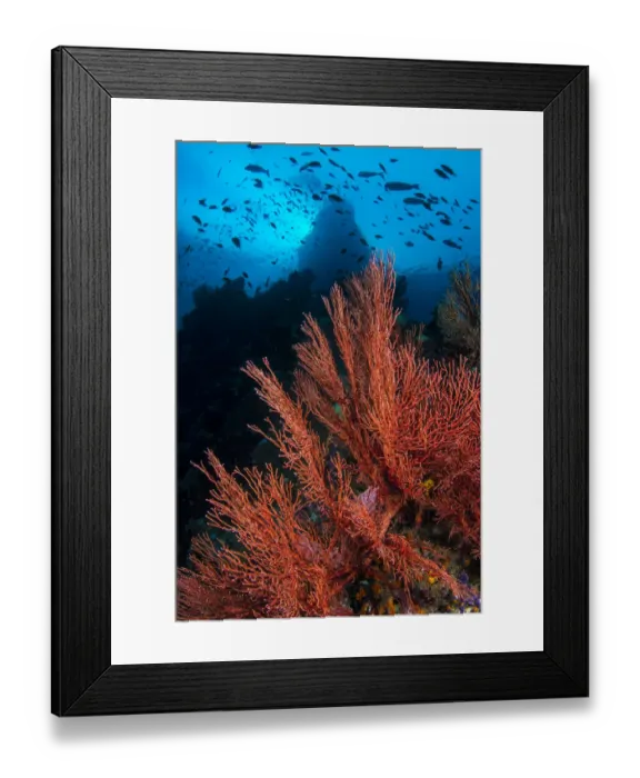 Framed Print : RF - Seafans (Melithaea sp. ) growing on dropoff, beneath schooling fish. Boo Windows Framed Print : RF - Seafans (Melithaea sp. ) growing on dropoff, beneath schooling fish. Boo Windows