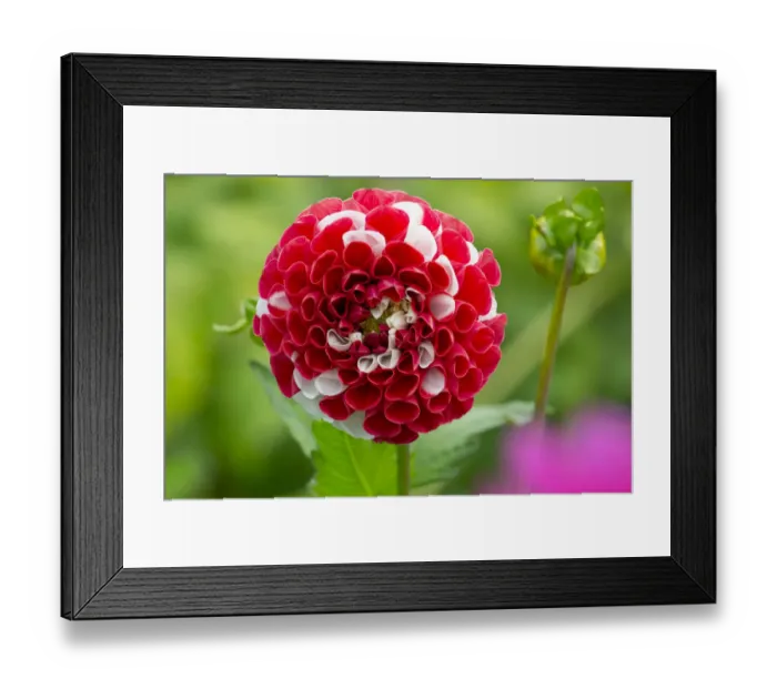 Framed Print : Dahlia York and Lancaster flower, cultivated plant growing in garden border Framed Print : Dahlia York and Lancaster flower, cultivated plant growing in garden border