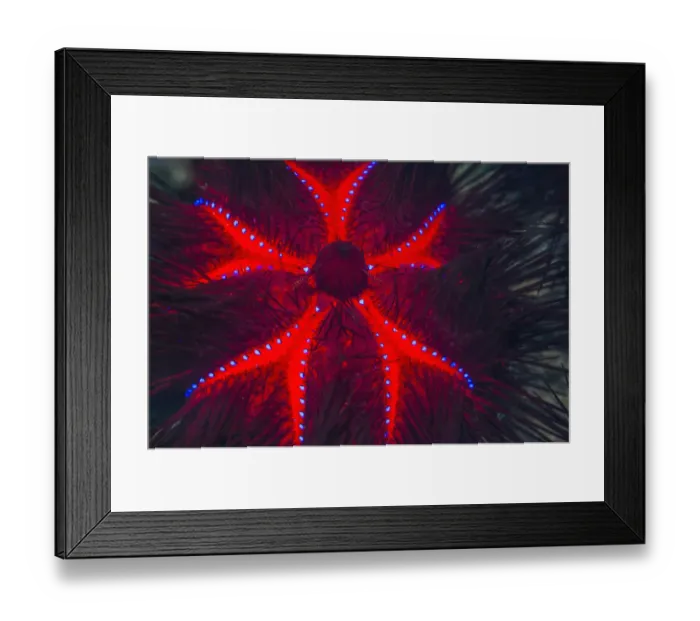Framed Print : RF - Long-spined sea urchin (Astropyga radiata) Framed Print : RF - Long-spined sea urchin (Astropyga radiata)