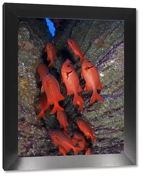 Blotcheye  /  Bigscale Soldierfish (Myripristis berndti), San Benedicto Island, Revillagigedo