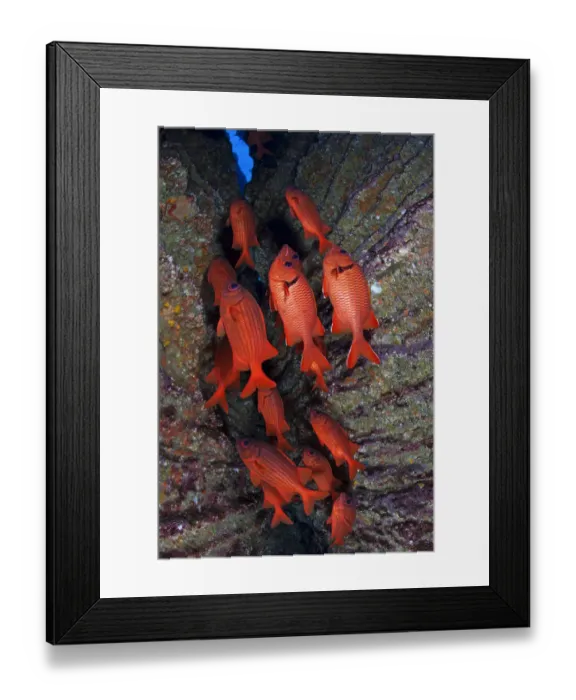 Framed Print : Blotcheye / Bigscale Soldierfish (Myripristis berndti), San Benedicto Island, Revillagigedo Framed Print : Blotcheye / Bigscale Soldierfish (Myripristis berndti), San Benedicto Island, Revillagigedo