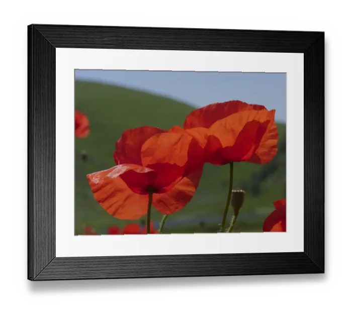 Framed Print : Poppies (Papaver rhoeas) two flowers and developing seed pod, near Castellucio di Norcia Framed Print : Poppies (Papaver rhoeas) two flowers and developing seed pod, near Castellucio di Norcia