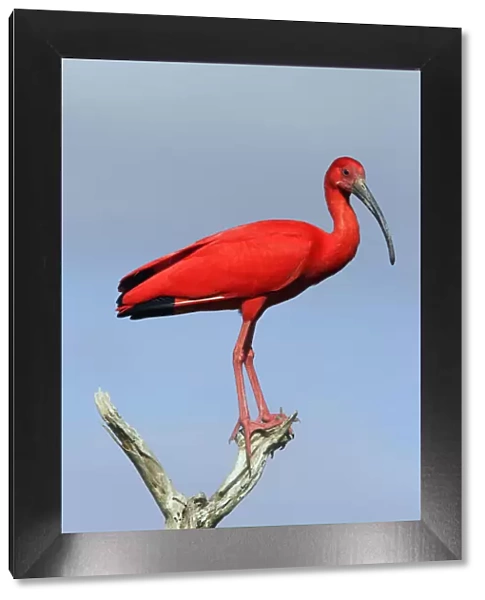 Scarlet ibis (Eudocimus ruber), perched, Coro, Venezuela