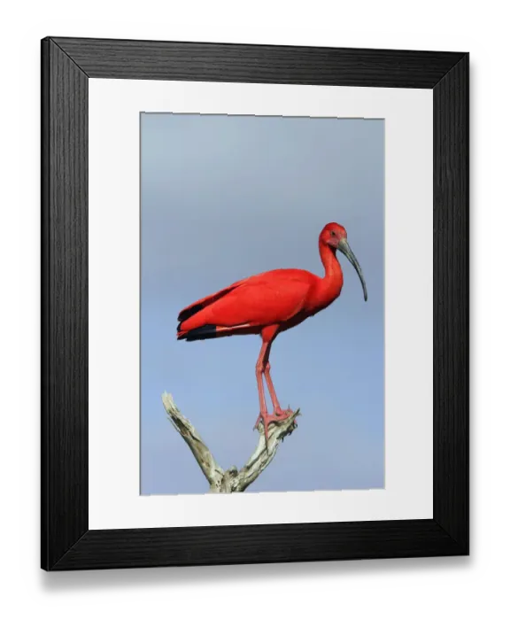 Framed Print : Scarlet ibis (Eudocimus ruber), perched, Coro, Venezuela Framed Print : Scarlet ibis (Eudocimus ruber), perched, Coro, Venezuela